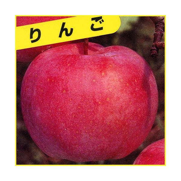 林檎（りんご）「富士(ふじ)」の苗木を販売。生産量No.1のリンゴです。りんご生産量1位の青森県を代表する林檎(リンゴ)です。300〜450g程の果実は歯ごたえがあり、ジューシーで甘み抜群です。また、庭植えや鉢植えには、樹高を低くして栽培で...