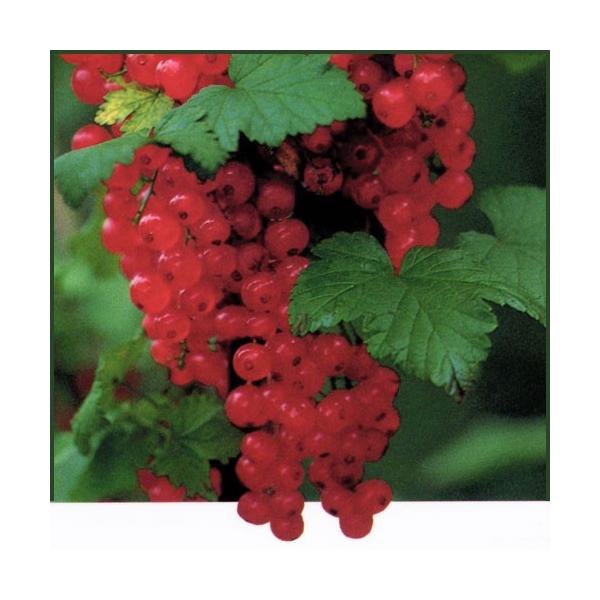 スグリ苗木 赤実房すぐり レッドカーラント Ki Kazyu 107 花育通販yahoo 店 通販 Yahoo ショッピング