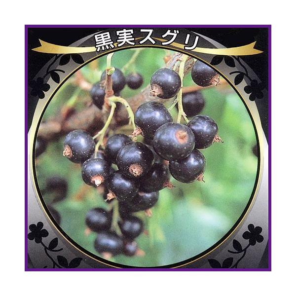 カシスの原料の黒実房すぐり(フサスグリ)の苗木を販売。別名「ブラックカーラント」。ジャムやゼリー、果実酒等に用いられます。ツヤのある美しい果実は観賞価値も充分あります。1本で果実が成り、乾燥にはやや弱いですが、寒さに強く、沖縄以外の全国で栽...