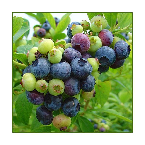 大粒のブルーベリーの苗木を販売。最大500円玉サイズの超大実のハイブッシュ系品種です。果樹が成長するごとに果実の味が良くなっていき、4〜5年経った成樹の完熟果は格別の美味しさです。ハイブッシュ系ですが、少し暖かい地域でも栽培可能で、家庭栽培...