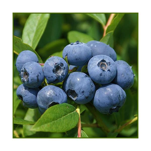 ブルーベリー「サンシャインブルー」の苗木を販売。暑さに強いサザンハイブッシュ系です。最大の特徴は沖縄でも栽培できるほど暑さに強いことです。暖地では常緑で樹高も1m程度でまとまり、庭木やベランダでの鉢植え栽培にもおすすめします。果実は風味豊か...