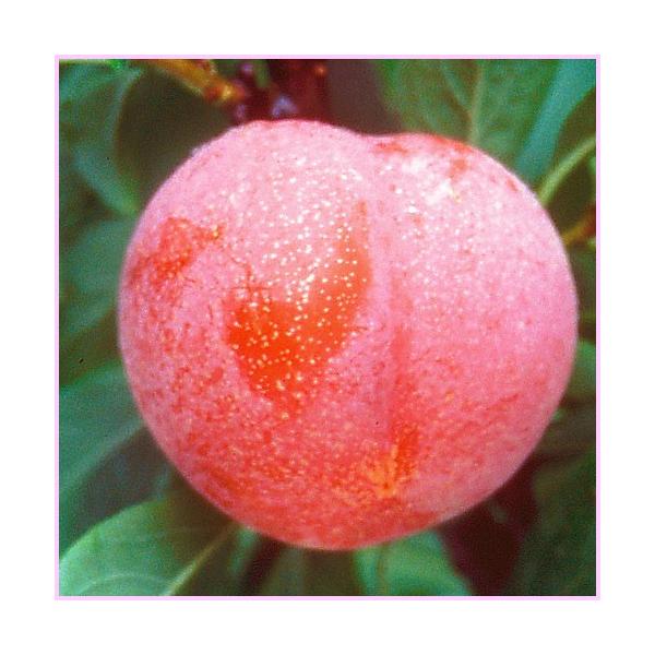 すもも(プラム)苗木の「ビューティー」を販売。収穫量が多く、ジューシーなスモモです。ビューティーは、1果50g程のジューシーなスモモです。花粉が多いので1本で実がなり、他品種の受粉樹にもお勧めしています。完熟した鮮やかな赤色は美しく食欲をそ...