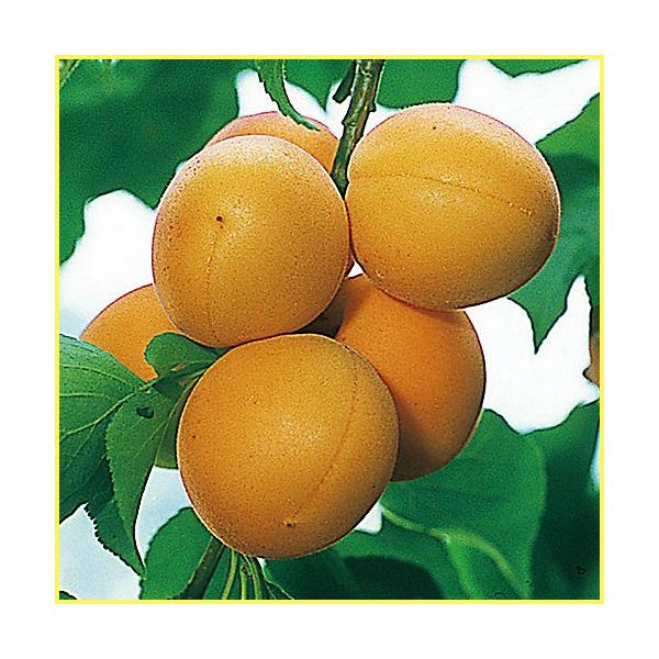 杏（あんず）「ゴールドコット」の苗木を販売しています。生食向きのアンズです。ハーコットと同様、酸味が少なくそのまま食べれる生食向きの杏（あんず）。果重約50〜60gの中玉、黄色がかった橙色をしています。耐病性も強く、裂果も少ない家庭栽培向き...