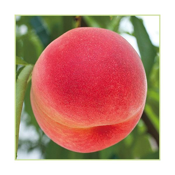 桃（モモ・もも）「なつおとめ」の苗木を販売しています。大実のモモです。250〜300g程の大実の桃（モモ）です。「あかつき」と「よしひめ」の交雑種で糖度が高く、日持ちもします。春に咲くピンクの花も美しく庭木としてもおすすめです。サイズ：桃（...