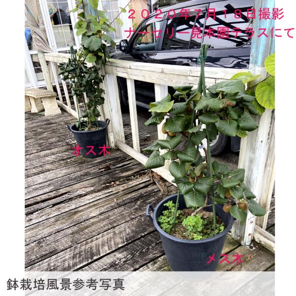 キウイフルーツ苗木 メス ジャンボイエロー Buyee Buyee 日本の通販商品 オークションの代理入札 代理購入