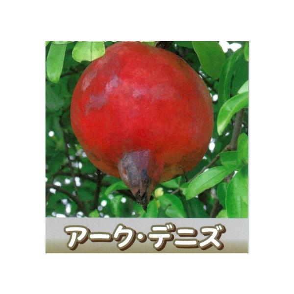 ザクロ 苗木 みんな探してる人気モノ ザクロ 苗木