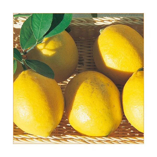 檸檬（レモン・れもん）「とげなしレモン」の苗木を販売しています。通常レモンは鋭いトゲがありますが、このレモンはとげが無く手入れや収穫が楽で小さな子供がいる場合でも安心です。※若木のうちはトゲが出ますが成長するにつれてとげは出なくなります。檸...