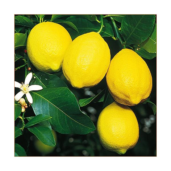 檸檬 レモン の苗木 ユーレカレモン Buyee Buyee 日本の通販商品 オークションの代理入札 代理購入