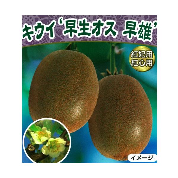 キウイフルーツ 苗木 受粉樹 キウイフルーツ苗木(受粉用オス) 早雄 : 植物・園芸専門店 花育通販