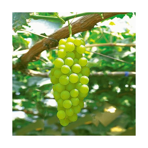 家庭栽培におすすめの葡萄(ぶどう)「ヒムロット（種なしブドウ）」の苗木を販売しています。1粒約7ｇと小粒ですが、種なし（シードレス）で皮ごと食べることができます。糖度が高く、さっぱりとした飽きがこない食べやすい甘さのタネなしマスカットです。...