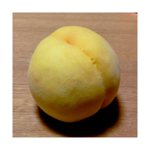 桃（モモ・もも）「黄金桃（おうごんとう）」の苗木を販売しています。大実で甘さ抜群のモモです。「川中島白桃」から偶然誕生したモモで、果皮・果肉ともに黄色い約300ｇとジャンボサイズの桃です。（無袋栽培のものは果皮がピンク色になります）。果肉は...