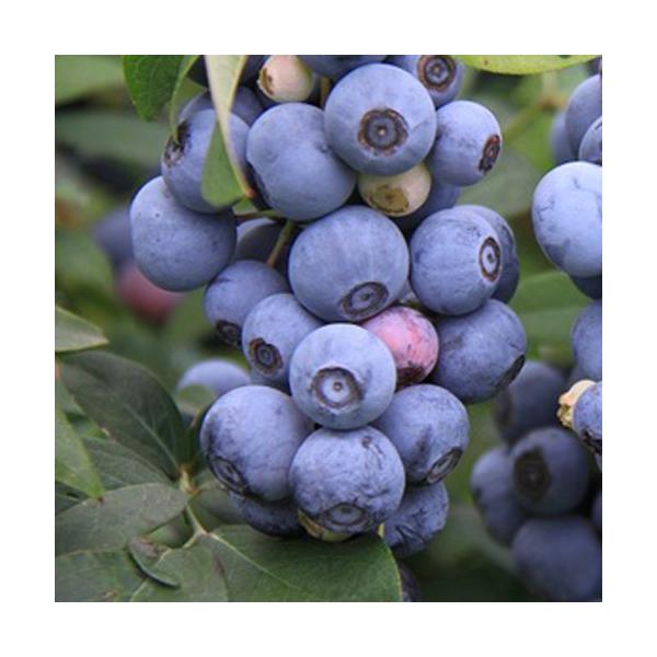 ブルーベリー「ブライトウェル」の苗木を販売。収穫量の多いラビットアイ系品種です。 本種は豊産性で鈴なりに果実がなる収穫量の多いブルーベリーです。実は中粒程ですが甘みがあり風味豊かで食べやすいです。樹勢も強く育てすく、初めてのブルーベリー栽培...