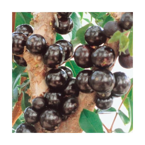 [Release date: May 20, 2025]近年人気の熱帯果樹「ジャボチカバの苗木」を販売。ジャボチカバは幹に直接実が成ることで有名な熱帯果樹です。白い花が幹から直接咲き、3cm程のブドウに似た果実が出来ます。味もブドウにそっく...