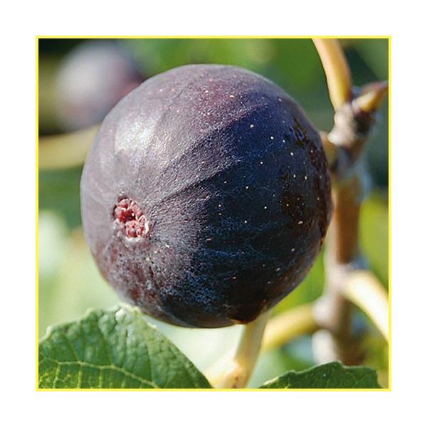 イチジク苗木 ビオレソリエスh30 50cm前後 Buyee Buyee Jasa Perwakilan Pembelian Barang Online Di Jepang