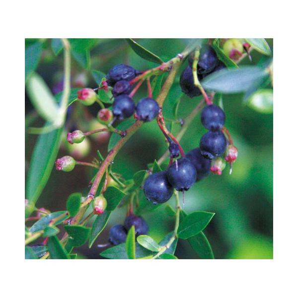 「ワイルドブルーベリー苗木　ビルベリー」を販売。北欧からアジアにかけて広い範囲に自生する野生種のブルーベリーです。 実は直径5ｍｍ程と、とても小粒ですが、酸味のあるしっかりした味でブルーベリーの2倍以上のアントシアニンが豊富に含まれています...