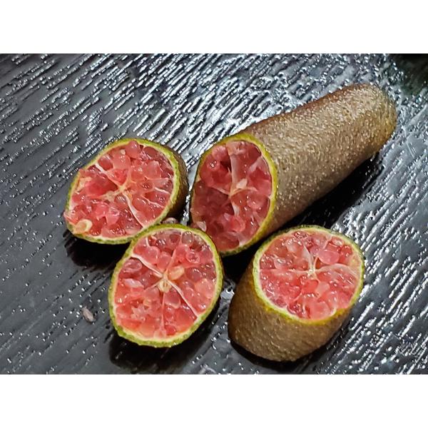 フィンガーライム・リトルルビー苗木（接木1年生） : 植物・園芸専門店 
