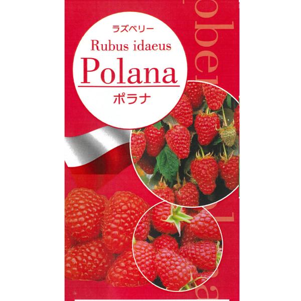 [Release date: October 4, 2025]7月と8月下旬頃の２度成り、たっぷり収穫が楽しめる早生の豊産品種。同じ２季なりラズベリーの「ヘリテージ」よりも2週間ほど収穫が早いので、特に寒冷地での２季栽培におススメの品種です...