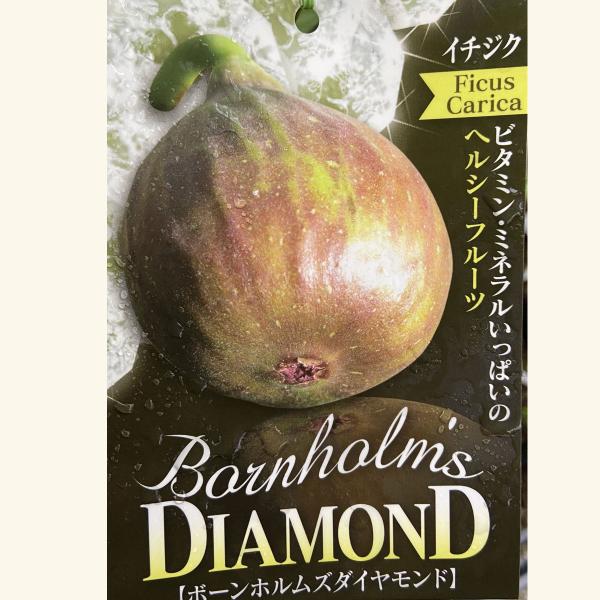 いちじく苗木 ボーンホルムズダイヤモンド イチジク