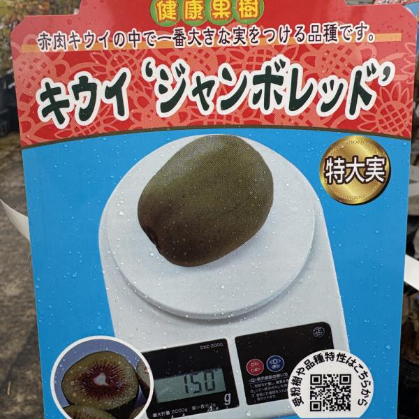 キウイフルーツ苗木(メス)　ジャンボレッド