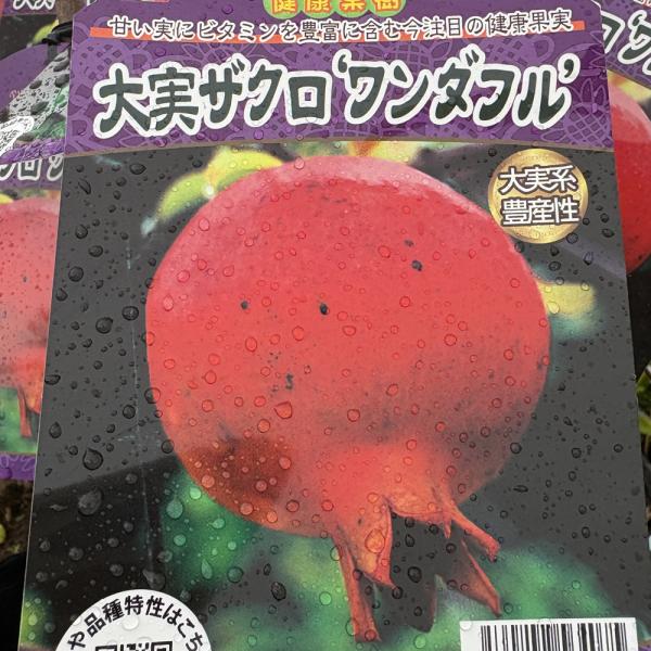 [Release date: November 12, 2024]健康・美容の果樹として女性に人気の「ザクロ　ワンダフル」の苗木を販売しています。</h1>ワンダフル種は大玉系で大きいと350〜400gになることもあり、甘味が強...