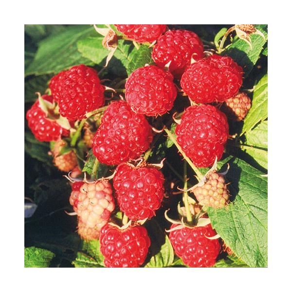 [Release date: September 26, 2025]6〜7月、10〜11月の2季なりで、1果5〜6gの強健で作りやすい極豊産種。香りよく甘酸バランスのよい味わいでゼリー質の果肉は、生食をはじめ加工にも向く。実の色が濃くなって...