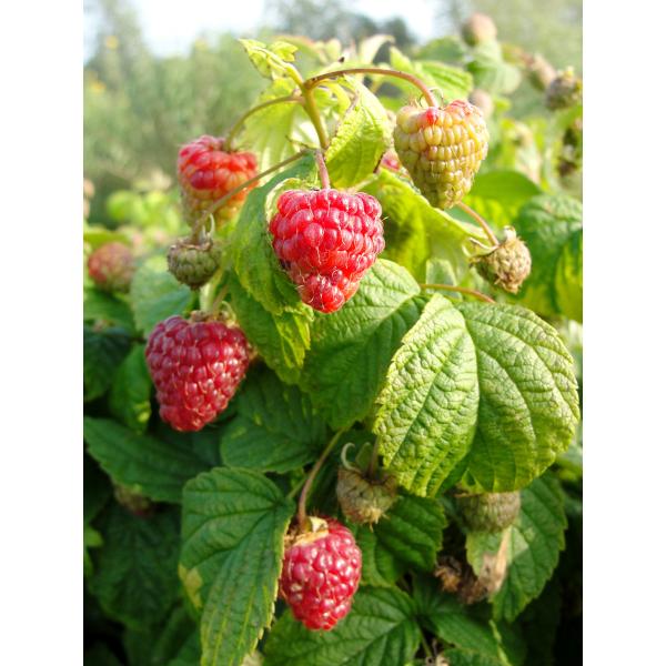 ラズベリー ヤミーの苗木（PVP） : 植物・園芸専門店 花育通販Yahoo!店