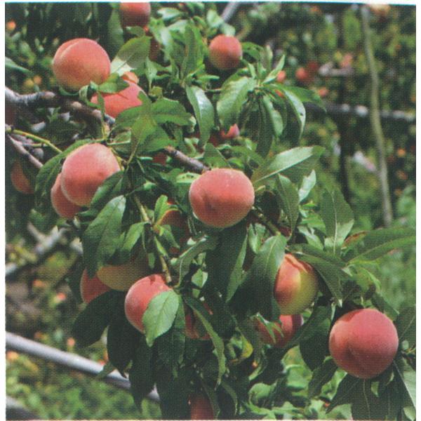 [Release date: November 4, 2025]極早生の黄肉品種。通常の桃の品種は果実が成熟するまで70〜150日かかり、結実時期に梅雨の影響を受けやすくなり、病害虫の発生の原因ともなってきました。「ひめこなつ」は通常品種と...