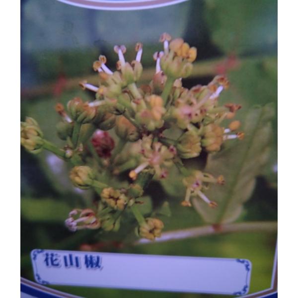 花の咲きの黄色が少しのぞき始め、ほんの少し開いたころが収穫時期です。芳香はとくに良く、蕾と若葉を利用します。若木では3mmくらいのトゲが稀についていますが、次第になくなります。4〜5月に黄色い花が咲きます。山椒（さんしょう）苗木サイズ： 高...