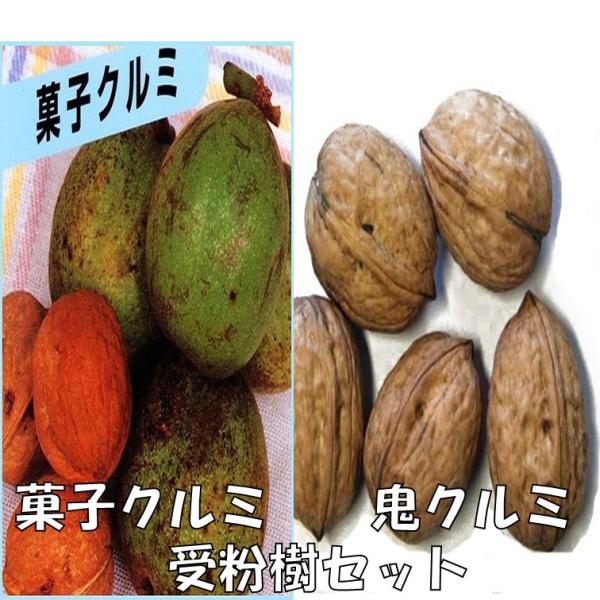 クルミ苗木 菓子くるみと鬼胡桃（オニクルミ） 受粉樹セット : 植物