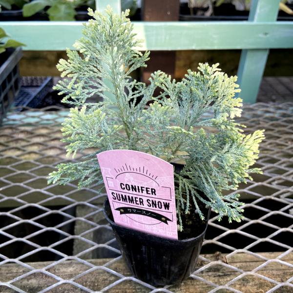 コニファー ローソンヒノキ サマースノー の苗木 7 5 9ｃｍポット苗 Ki Konifa 0 花育通販yahoo 店 通販 Yahoo ショッピング