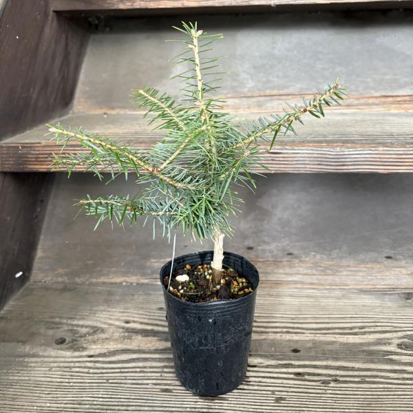 コニファー ウラジロモミの苗木 もみの木 : 植物・園芸専門店 花育通販