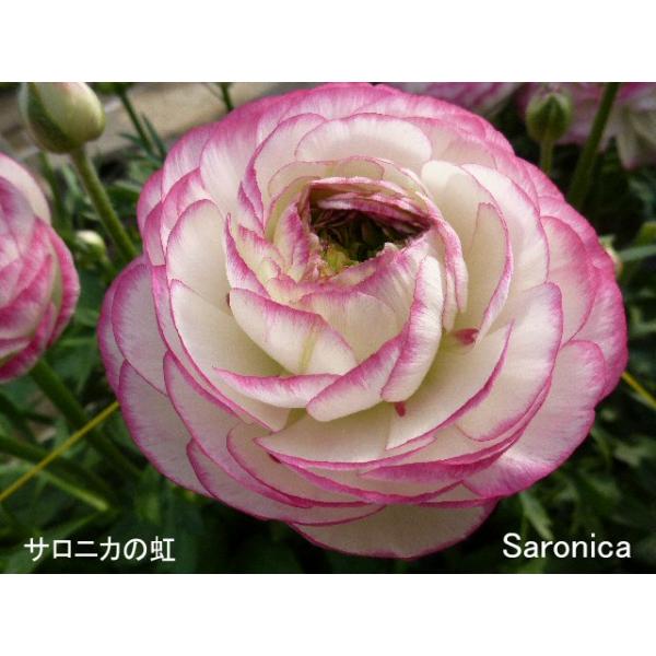 ラナンキュラスの球根 サロニカの虹（2球） : 植物・園芸専門店 花育