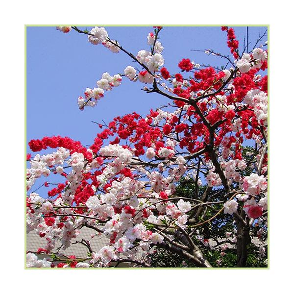 【発売日：2021年04月24日】花桃「源平しだれ桃（咲き分け）」の苗木を販売しています。3色咲きの美しい花桃です。白花と赤花、そして紅白の3色を咲かせる花桃(ハナモモ)です。紅白の花が競い合うように咲く様を源氏と平氏に例え、この名が付けら...