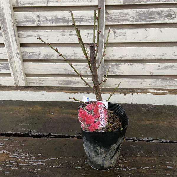 [Release date: December 9, 2025]「鹿児島紅（かごしまべに）」は美しい濃紅色の八重咲き花梅（ハナウメ）です。紅色が特に濃く、鮮やかな花色で紅梅の中でも人気が高い品種です。花梅は甘い香りが春の訪れを告げる、花の美...