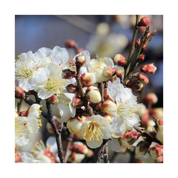 花梅「冬至梅」の苗木を販売しています。白花一重咲きのハナウメです。冬至梅は白花の花梅の代表的な品種です。花つきがよく、初心者でも育てやすいです。早咲きの品種で冬至の頃から咲き始めることから名づけられました。花梅は甘い香りが春の訪れを告げる、...