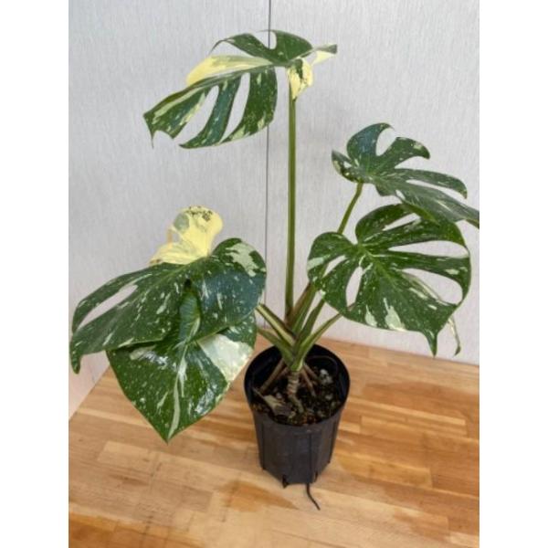 斑入り】モンステラ・デリシオサ・タイコンステレーション 5号 : 植物