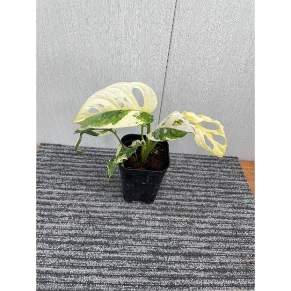 マドガズラ斑入 取りに来れる方限定 斑入りマドカズラ（窓蔓） 3.5号 Monstera andansonii varigata : 植物