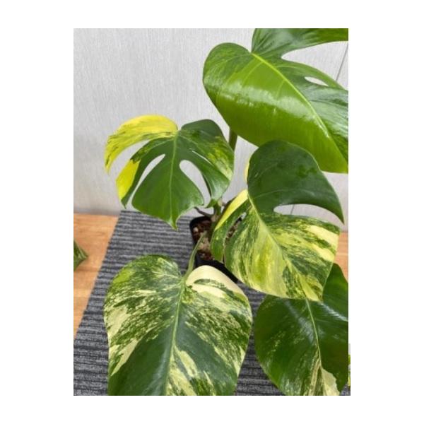 黄斑モンステラ 4号 苗 観葉植物 Monstera deliciosa borsigiana