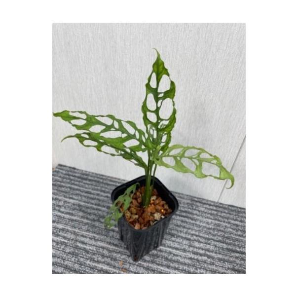 モンステラ オブリクア ペルー 3号 苗 観葉植物 Monstera Obliqua Peru