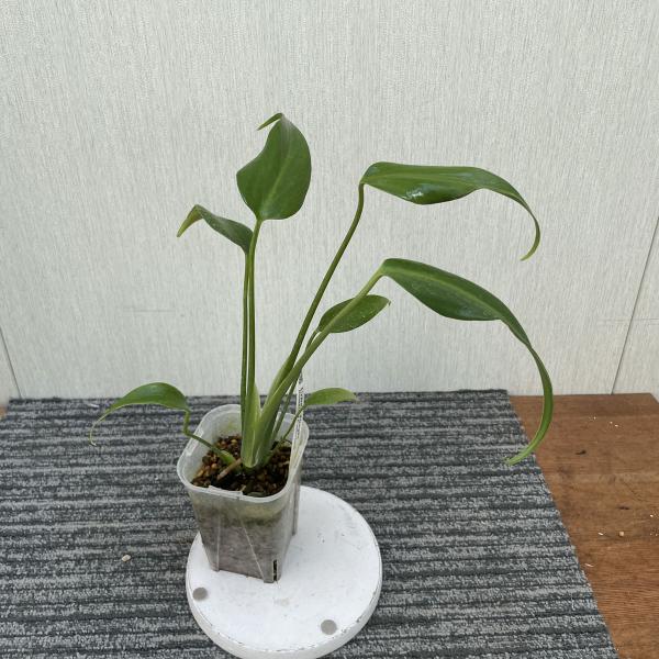 モンステラ バールマルス フレーム③ モンステラ バールマルクスフレーム 3号 苗 観葉植物 Monstera