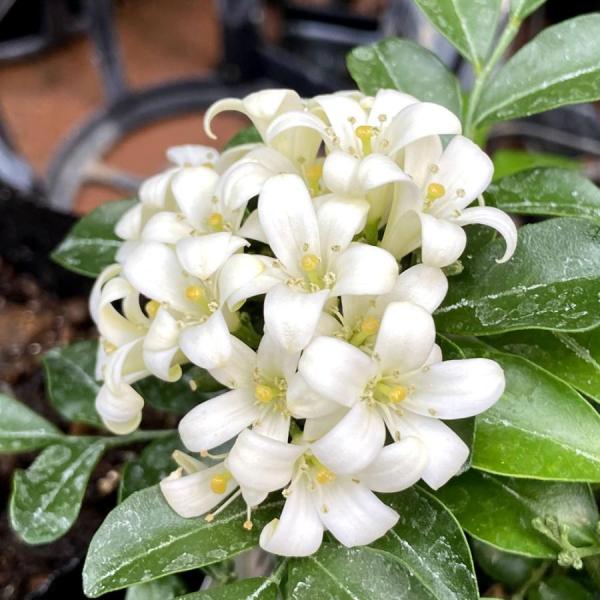 hanaikushop_ki-murraya-001