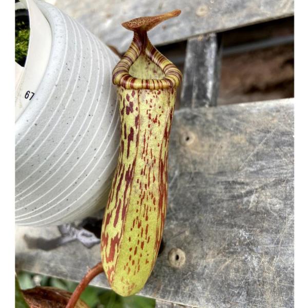 hanaikushop_ki-nepenthes-006