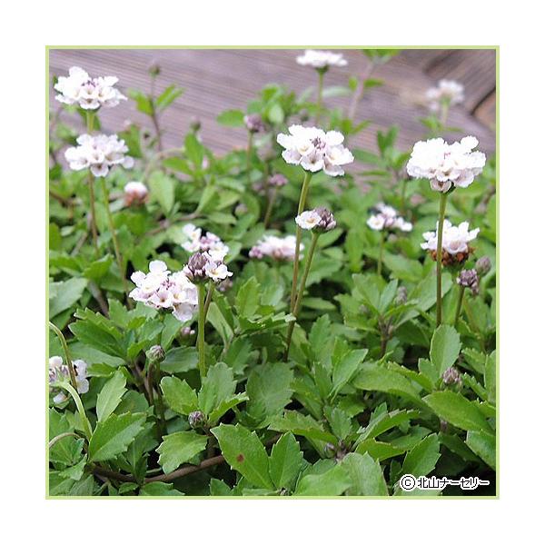 姫岩垂草（別名リッピア）は、淡いピンク色にオレンジ色の斑紋がある小さな花をつぎつぎに咲かせます。肥料も必要なく、生育旺盛で良く広がり花も可愛らしいのでグランドカバーや空き地の雑草防止に適しています。冬は地上部が枯れます。多年草（宿根草）「姫...