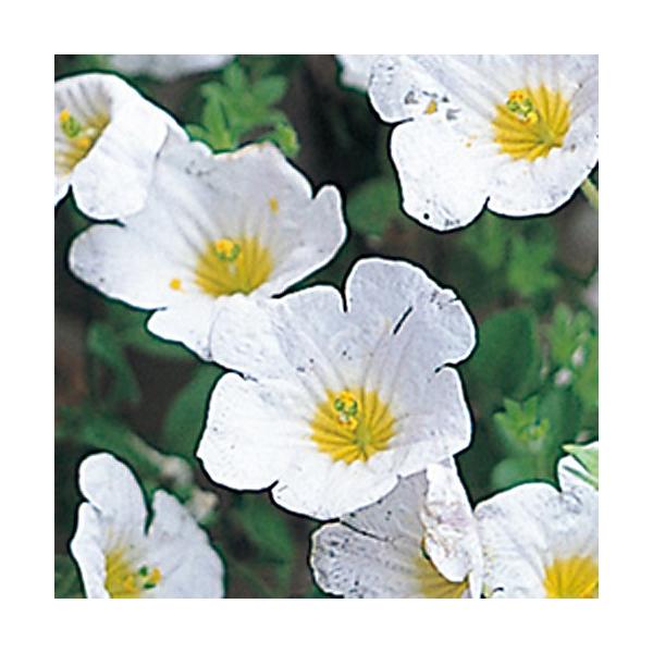 [Release date: March 16, 2021]3〜4cm程のカップ状の白くて可愛らしい花を初夏に咲かせ、細かい葉がびっしりと茂るグランドカバーにおススメの宿根草（多年草）です。 コンパクトに育ち、かわいらしい姿をしているので山...