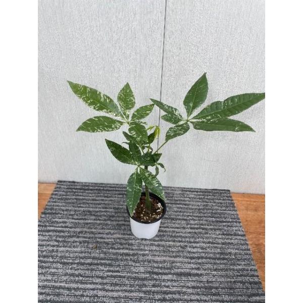 パキラ 超稀な極斑 実生 二股 3種類の斑入り 実生苗 斑入りパキラ 3号 Pachira glabra Variegata／迷彩 散り斑 継ぎ