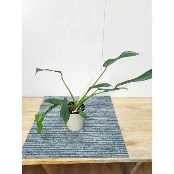 フィロデンドロン ジョーピー 12-13.5cmポット 苗 観葉植物 : 植物