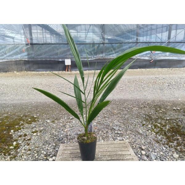 hanaikushop_ki-phoenix-001