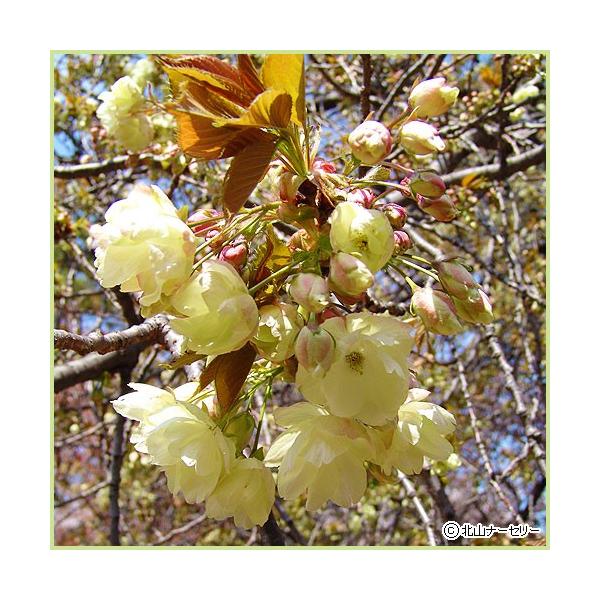 桜（サクラ・さくら）の苗木「ウコン桜」を販売しています。別名「黄桜」。ウコン桜は、淡黄緑色をした八重咲きの花を咲かせる桜（さくら）です。つぼみは淡紅色で咲き始めはやや緑色が強く、次第に黄色っぽくなり、花が終わるころになると中心がピンク色に変...