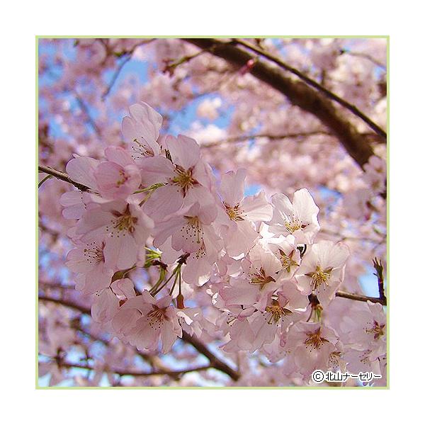 桜（サクラ・さくら）の苗木「江戸彼岸桜」を販売しています。長寿の桜です。春のお彼岸ごろに淡紅色または淡紅白色の一重花を咲かせ、他の桜よりも病気に強く、害虫の発生も比較的少ない桜（サクラ）です。ヤマザクラと共に桜（さくら）の中では非常に長寿の...