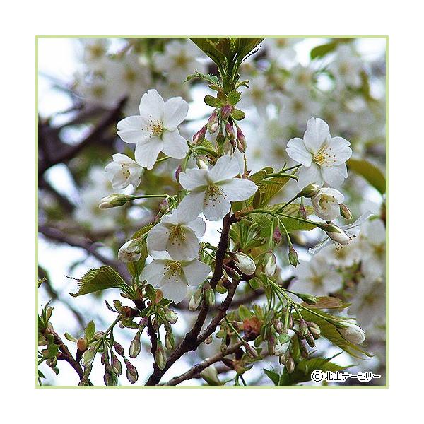 桜（サクラ・さくら）の苗木「大島桜」を販売しています。記念樹や庭木としてお勧めの白花の桜です。大島桜は、3月から4月にかけ、白色の淡い芳香を持つ花をつける桜（サクラ）です。また、散る間際には中心部が赤く染まり、緑色の葉と花のコントラストが美...